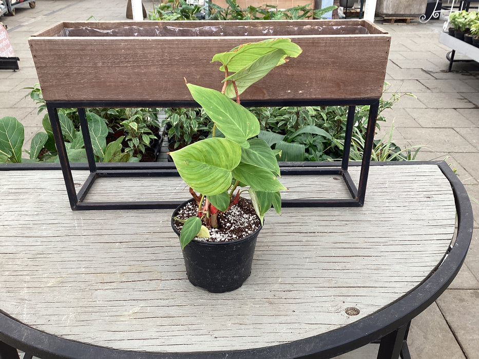 Philodendron Fuzzy Petiole