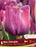 Tulip Bleu Amiable