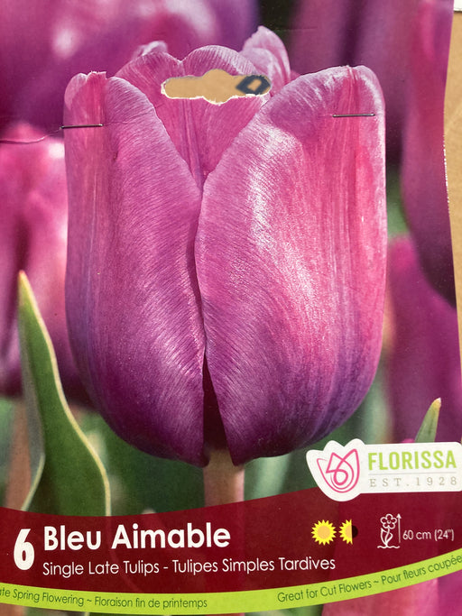 Tulip Bleu Amiable