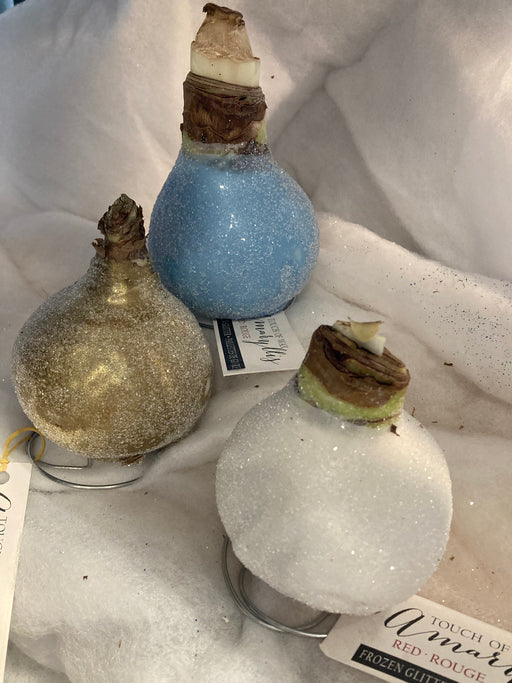 Amaryllis Frozen Glitter waxed GP68