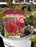 Astilbe Mighty Choc Cherry #1