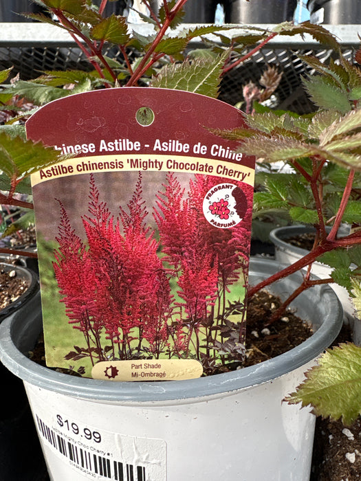 Astilbe Mighty Choc Cherry #1