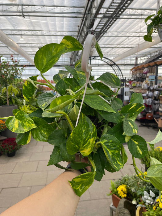 Pothos Golden