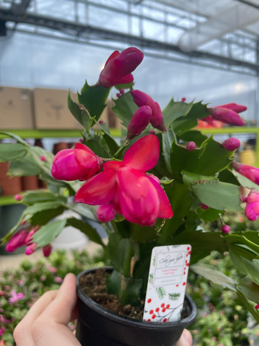 Christmas Cactus 4"