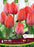 Tulip Van Eijk 6/Pkg