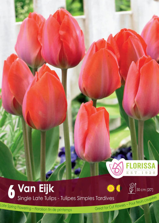 Tulip Van Eijk 6/Pkg