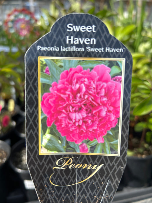 Peony Paeonia Sweet Haven 1 Gal