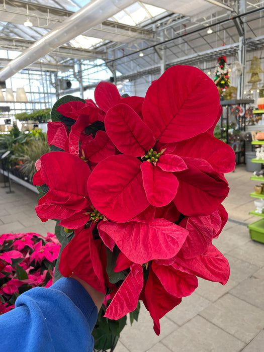 Poinsettia Live (Online