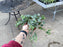 Ivy English Variegated