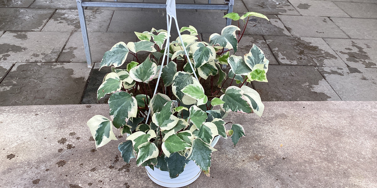 【HENRI EN VARGO】IVY Ivy marengo 8”hb — Dutch Growers Regina