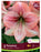 Amaryllis Provence 34+ 1pk