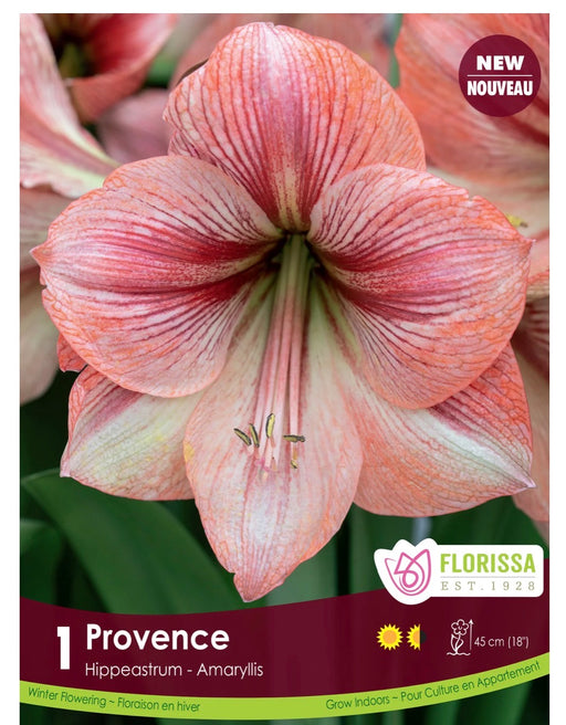 Amaryllis Provence 34+ 1pk