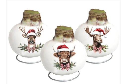 Amaryllis Holiday Animals waxed GP78
