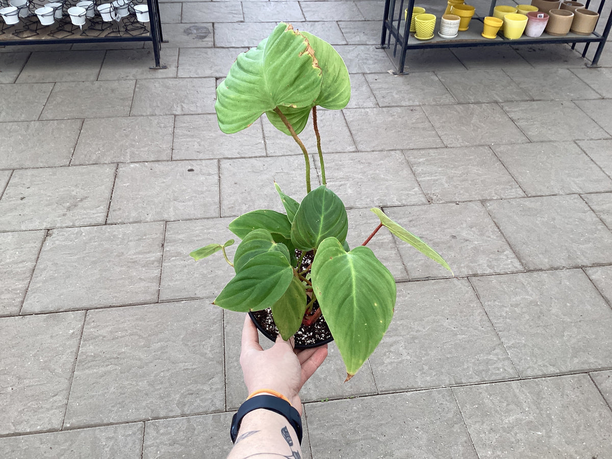 philodendron syngonium Syngonium Regina Red main image 0