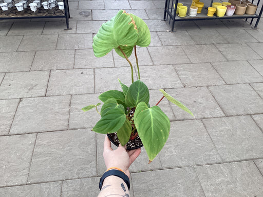 Philodendron Fuzzy Petiole