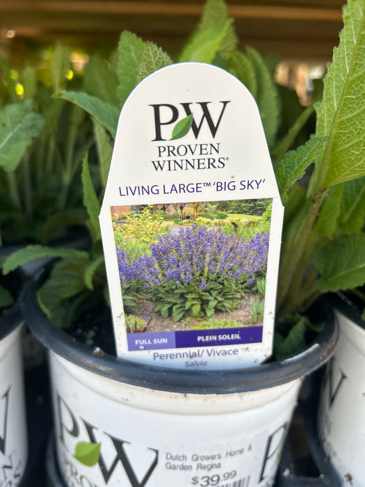 Salvia Living Large Big Sky 17cm