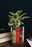 Desk Pot, Classic Books
