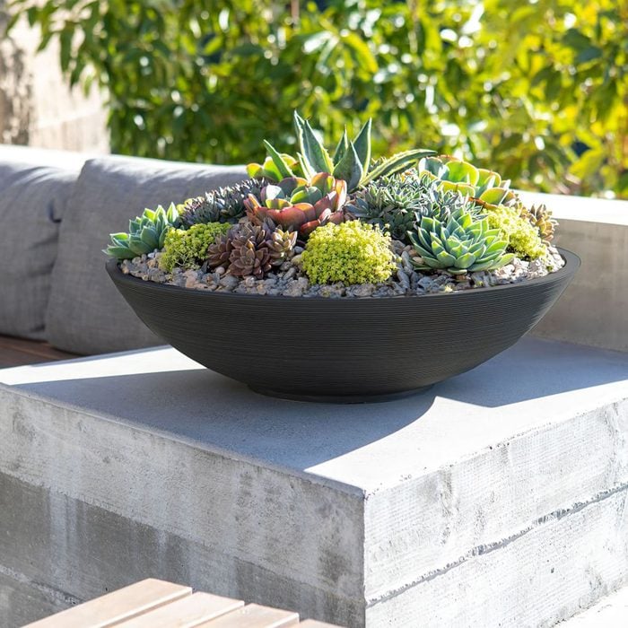Succulent Bowl Oval 15" PW