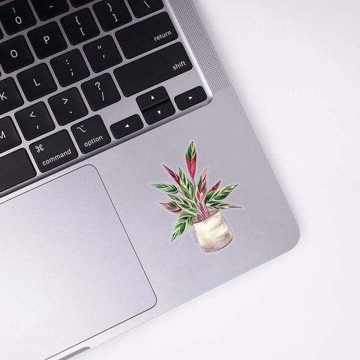 Stromanthe Triostar Sticker - House Plant Stickers