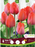 Tulip Van Eijk 6/Pkg