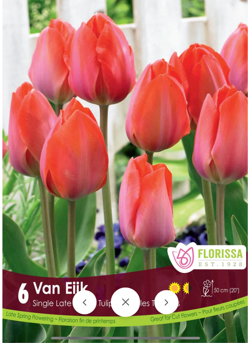 Tulip Van Eijk 6/Pkg