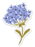 Periwinkle Hydrangea Sticker 2.1x3in