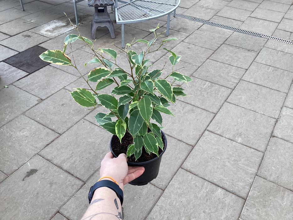 Ficus Benj Weeping Fig