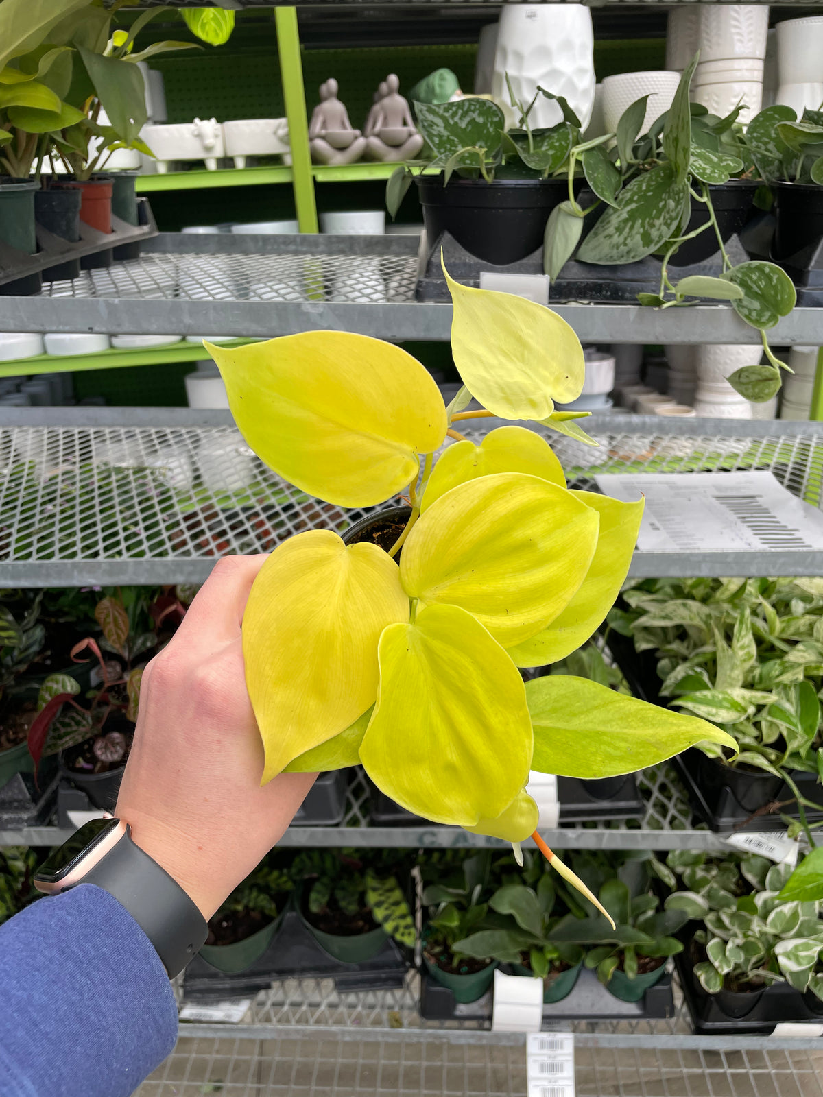 lemon lime philodendron cordatum Philodendron Lemon Cordatum 4