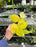 Philodendron Lemon Cordatum 4"