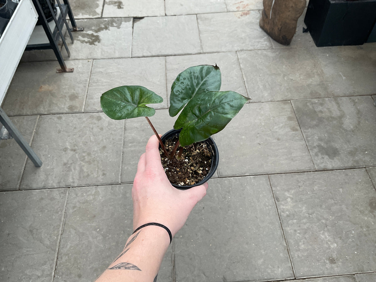 Alocasia dragon veloce scale mint