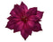 Poinsettia on Clip Dark Rose