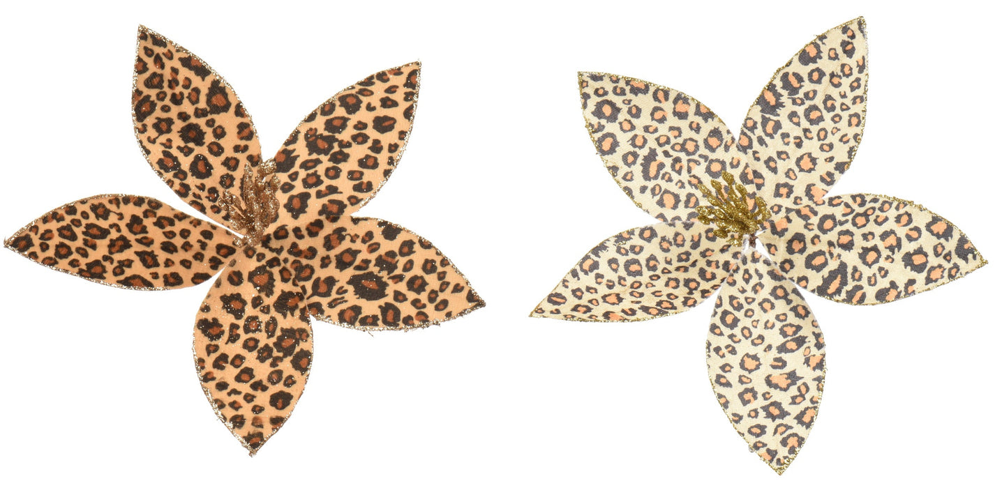 Poinsettia on Clip Amber with Polka Dots Velvet