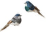 Blue Bird with Grey & Tan
