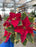 Poinsettia Live (Online