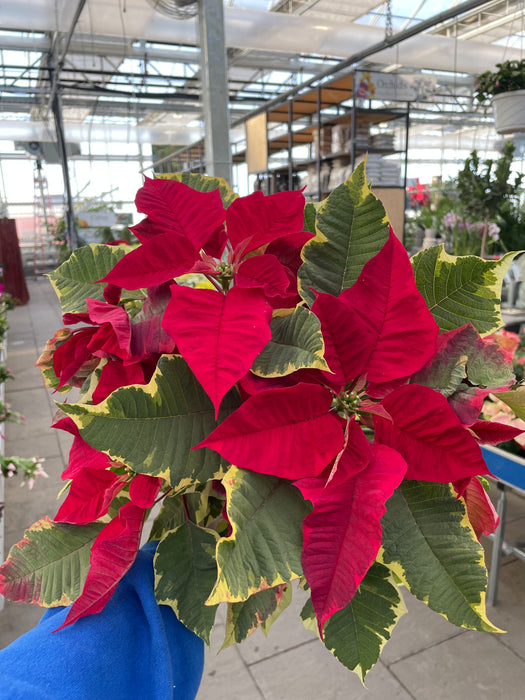 Poinsettia Live (Online