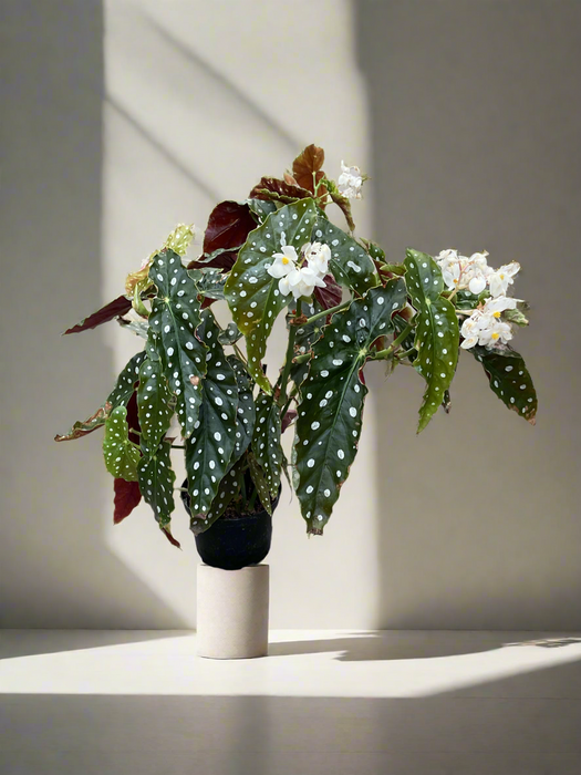 Begonia maculata