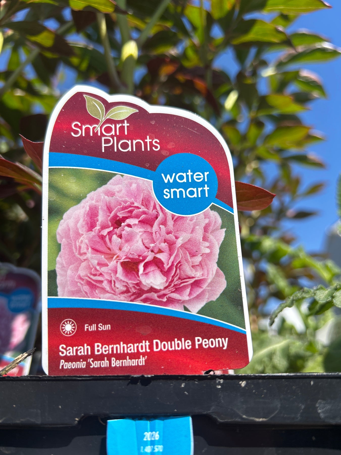 peony sale