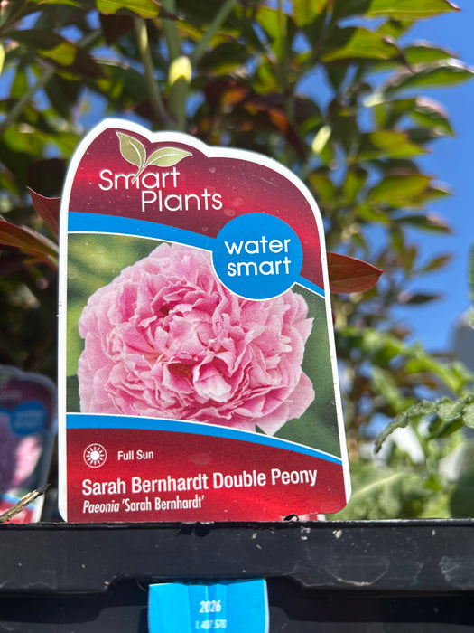 Paeonia Sarah Bernhardt 15cm