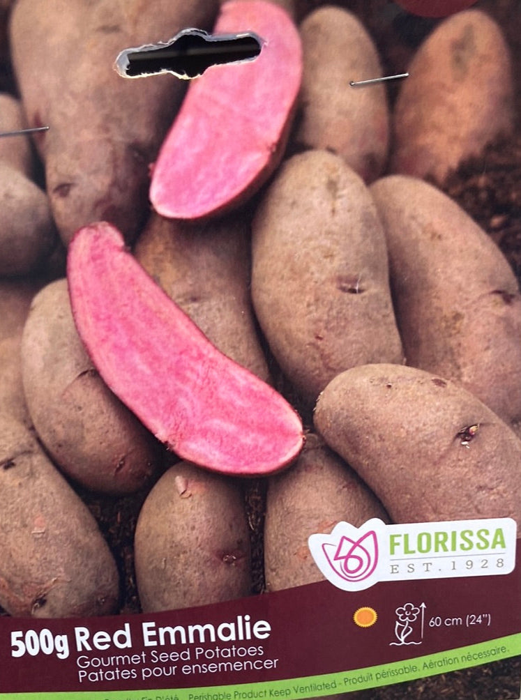 Potatoes Gourmet Red Emmalie — Dutch Growers Regina