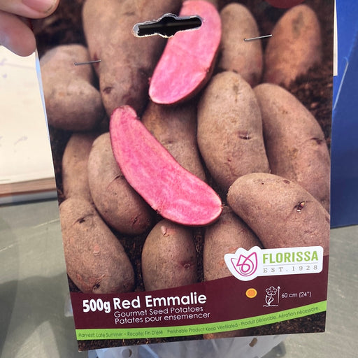 Potatoes Gourmet Red Emmalie