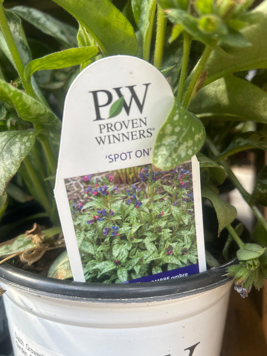 Pulmonaria Spot On 17cm Ex