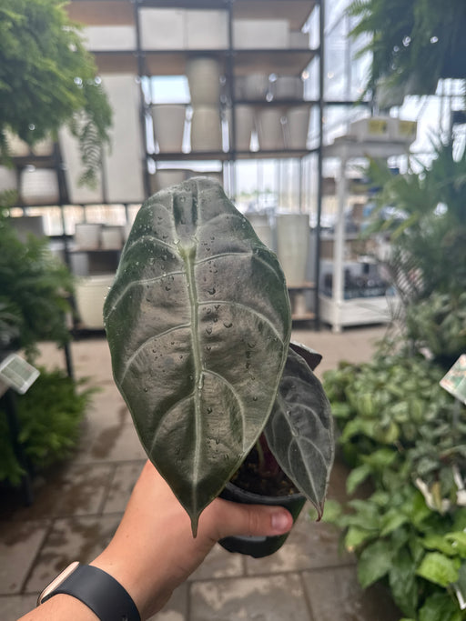 Alocasia Watsoniana 4"