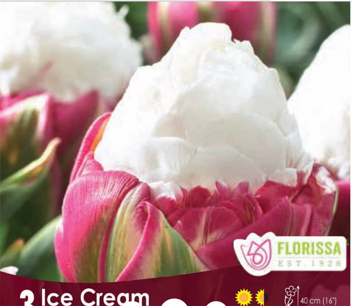 Tulip Ice Cream