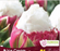 Tulip Ice Cream