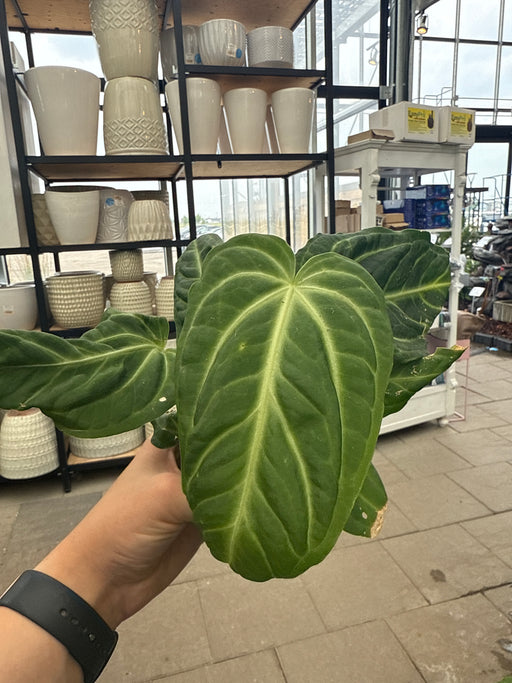 Anthurium Villenaorum 4"