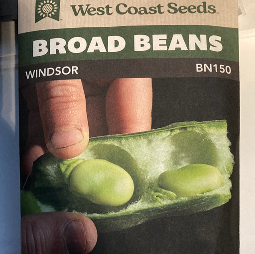 Seed WC Broad Beans Windsor