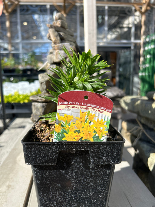 asiatic lily tiny bee Lily Asiatic Tiny Bee 15cm — Dutch Growers Regina