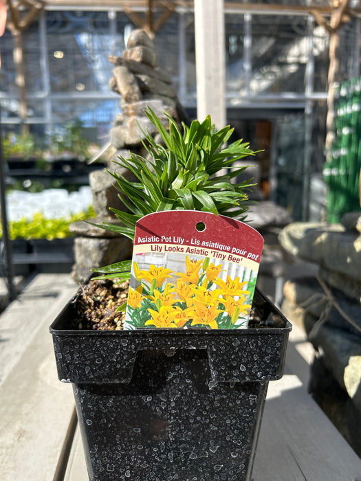 Lily Asiatic Tiny Bee 15cm