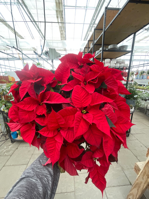 Poinsettia Live (Online