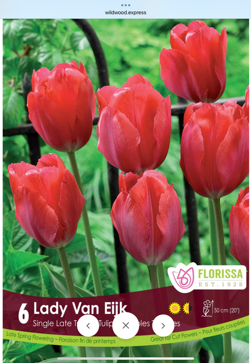 Tulip Lady Van Eijk Pkg 6